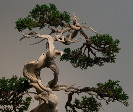 Bonsai