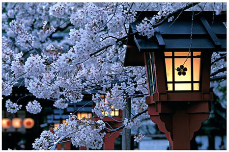 Sakura